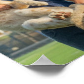 Poster du tigre Andrew Tate (Coin)