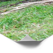 Poster du tigre du Bengale (Coin)