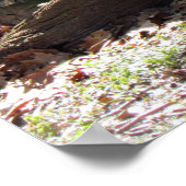 Poster du tigre mignon (Coin)