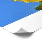 Poster du tournesol (Coin)