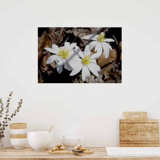 Poster du trio Bloodroot (Cuisine)