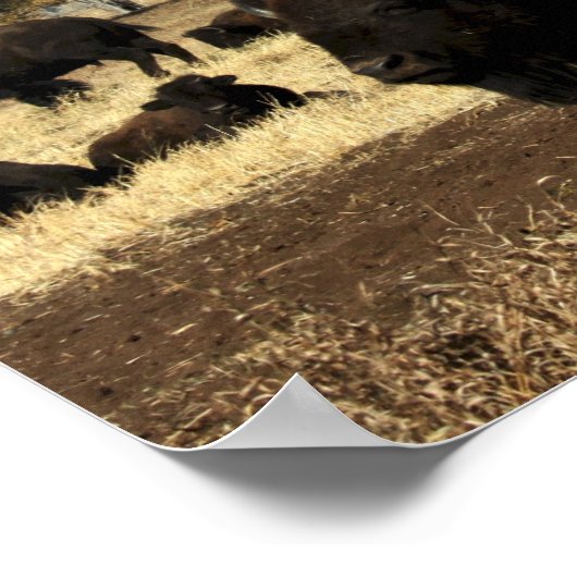 Poster du troupeau de bisons (Coin)