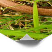 Poster du ver lent (Coin)