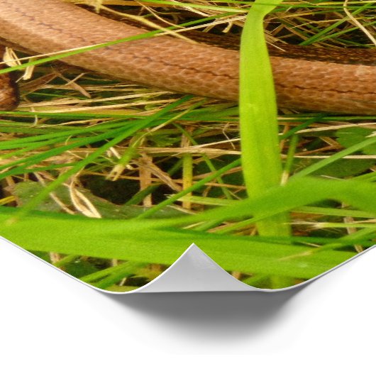 Poster du ver lent (Coin)