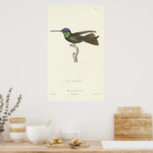 Poster Duc de Rivoli's Hummingbird de l'impression antiqu (Cuisine)