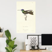 Poster Duc de Rivoli's Hummingbird de l'impression antiqu (Bureau à domicile)