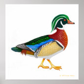 Poster Duck en bois coloré Drake Imprimer (Devant)
