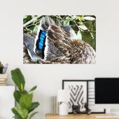 POSTER DUCK FEATHERS (Bureau à domicile)