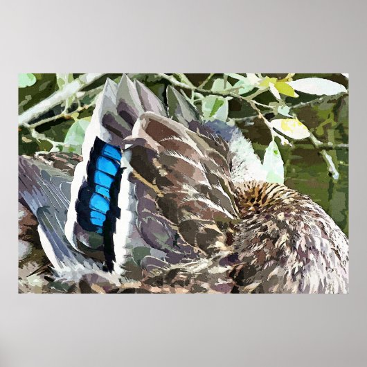 POSTER DUCK FEATHERS (Devant)