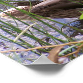 Poster Duck Preening in the Reed (Coin)