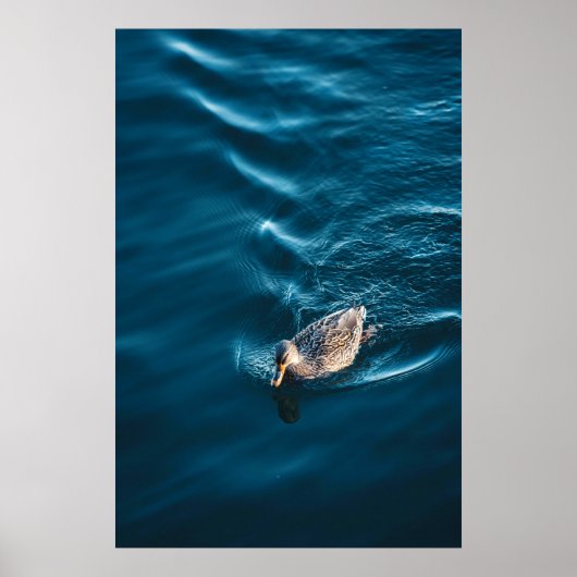 Poster Duck Swimming (Devant)