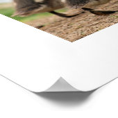 Poster "Duckling Collection", Blanc (Coin)