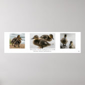 Poster "Duckling Collection", Blanc (Devant)