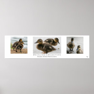Poster "Duckling Collection", Blanc