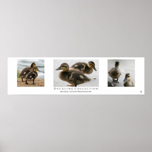 Poster "Duckling Collection", Blanc (Devant)
