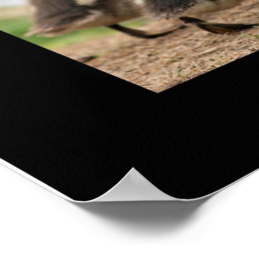 Poster "Duckling Collection", Noir (Coin)