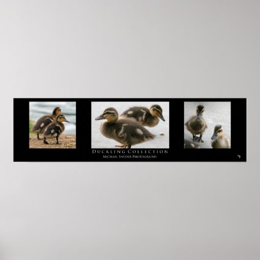 Poster "Duckling Collection", Noir (Devant)