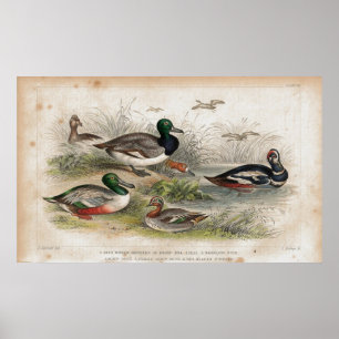 Poster Ducks Antique Lithograph print