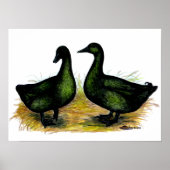 Poster Ducks : Cayuga Pair (Devant)