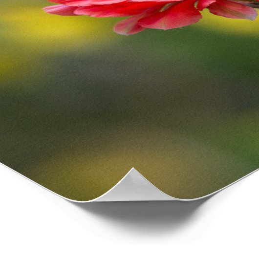 Poster Duet de feu (Coin)