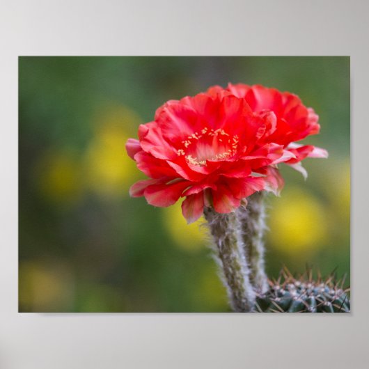 Poster Duet de feu (Devant)