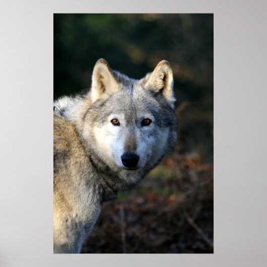 Poster Duma Le Loup (Devant)