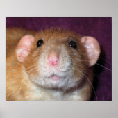 Poster Dumbo Rat (Devant)