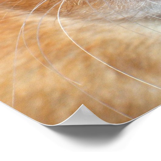 Poster Dumbo Rat (Coin)