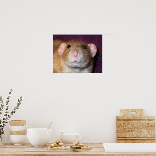 Poster Dumbo Rat (Cuisine)