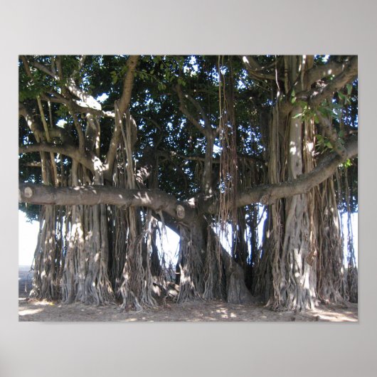 Poster d'un arbre hawaïen de Banyan (Devant)