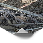 Poster d'un arbre hawaïen de Banyan (Coin)