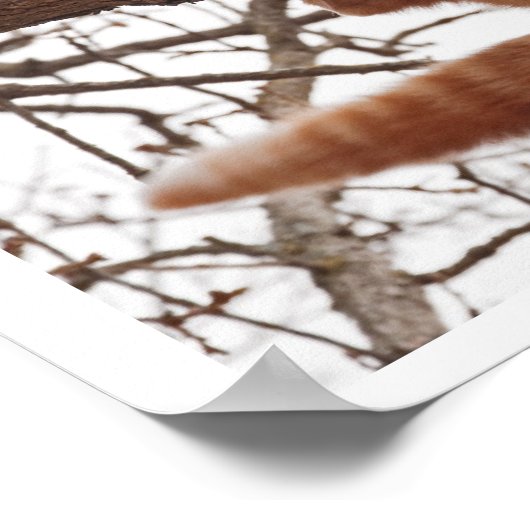 Poster d'un chat sur le point de tomber d'un arbre (Coin)