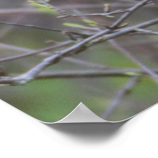 Poster d'un oiseau jaune dans un arbre (Coin)