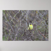 Poster d'un oiseau jaune dans un arbre (Devant)
