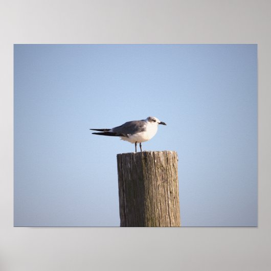 Poster d'une affiche sur Seagull (Devant)