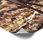 Poster d'une jeune femme de cerf blanc (Coin)