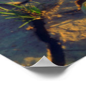 Poster Dune Primrose growing out of Cracked Mud (Coin)