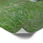 Poster d'une vache de Jersey (Coin)