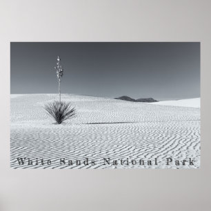Poster Dunes de sable du désert noir et blanc avec Yucca