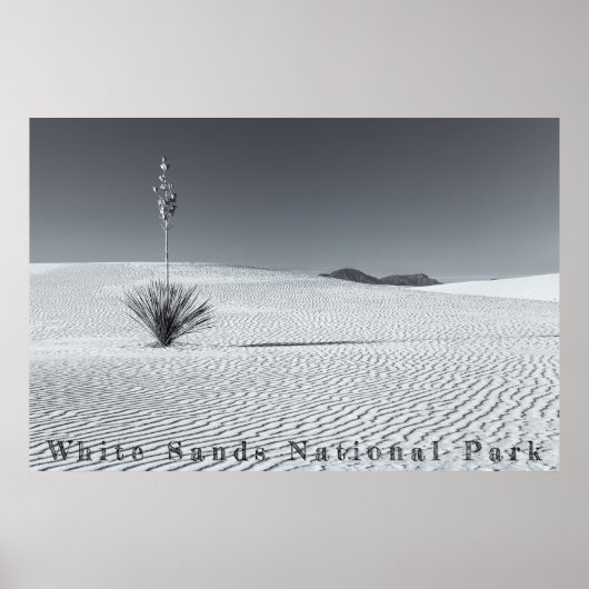 Poster Dunes de sable du désert noir et blanc avec Yucca (Devant)