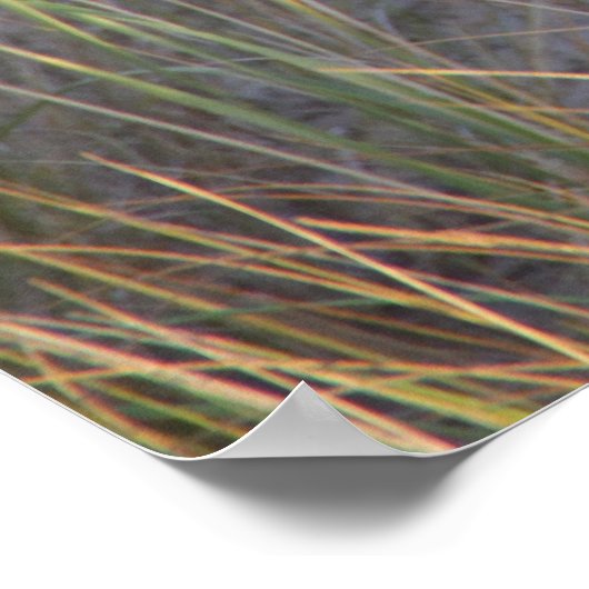 Poster Dunes Kitty (Coin)