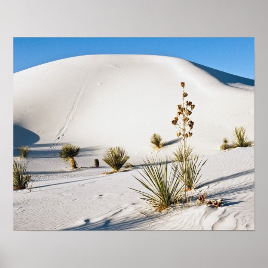 Poster Dunes transversales et Soaptree Yucca (Devant)