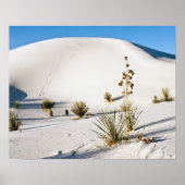 Poster Dunes transverses et soaptree Yucca (Devant)