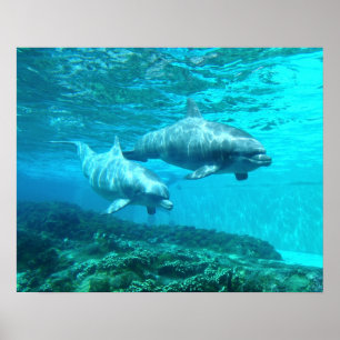 Poster Duo de dauphin