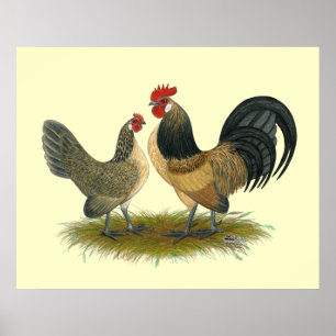 Poster Dutch Bantam : Quail bleu