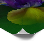 Poster Dutch Iris In Iris Vase Fine Art Poster/Imprimer (Coin)