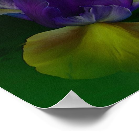 Poster Dutch Iris In Iris Vase Fine Art Poster/Imprimer (Coin)