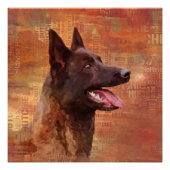 Poster Dutch Shepherd - Illustration utchie (Devant)