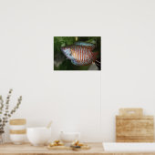 Poster Dwarf Gourami - Colisa lalia (Cuisine)