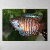 Poster Dwarf Gourami - Colisa lalia (Devant)